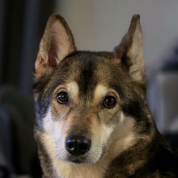 Remi, a tamaskan, looking at the camera